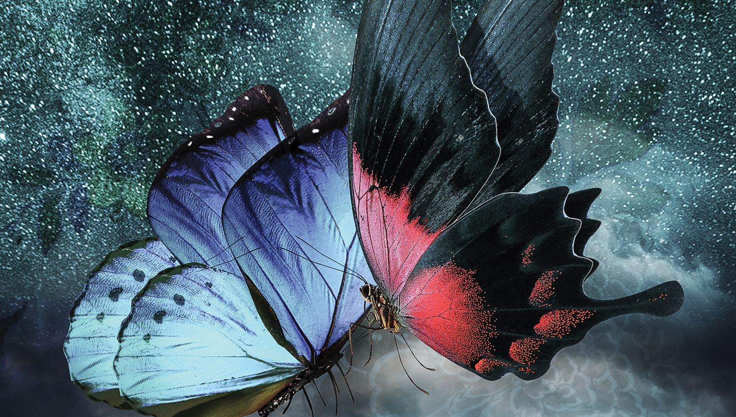 The Butterfly Lovers Arts Centre Melbourne